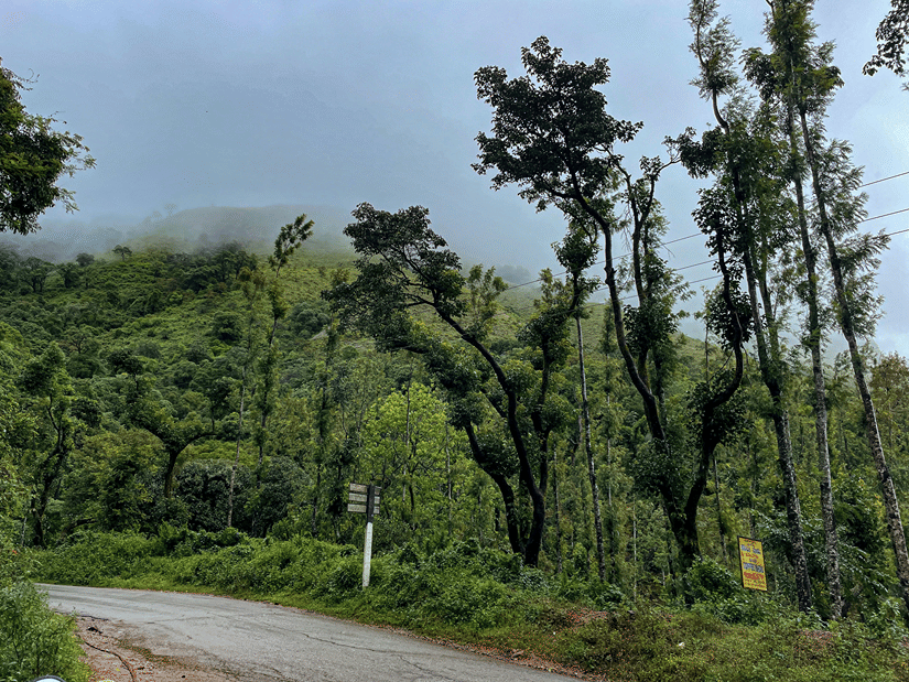A winding tarmac road curving past tall green trees towards mist-covered hills in Chikmagalur, one of the best hill stations near Bangalore, Karnataka
