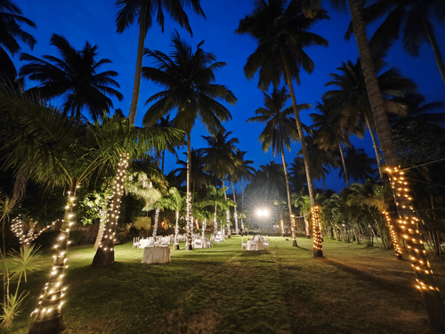 An outdoor event space at night, set on a grassy lawn, surrounded by tall palm trees wrapped in string lights under a deep blue sky.