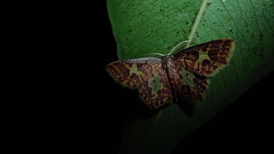 Aramness - A month with its wings spread on a leaf at night