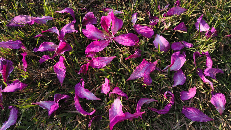 Scattered purple and pink flower petals lying across grass, creating a colourful contrast against green and brown tones.