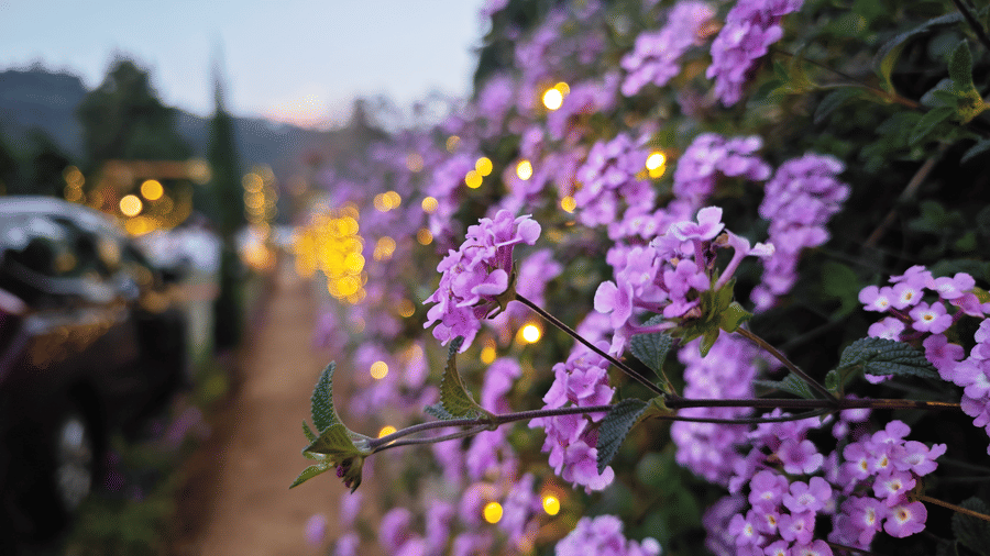 Close-up of purple flowers with twinkling lights in the background during an evening event in Coonoor - Ibex Resort, Coonoor (Leewood).