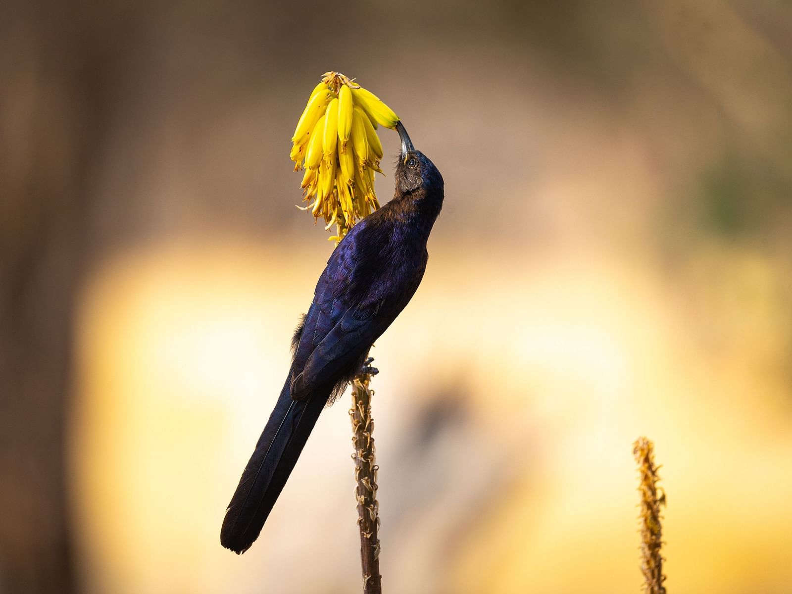 EBGhamDhao-Bird-Watching nbhgz7