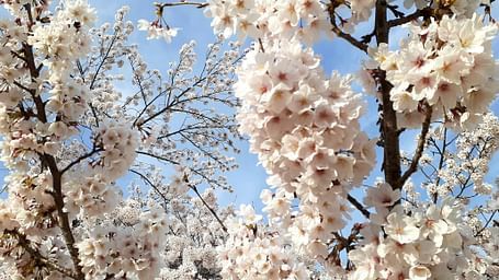 Image of bunch of flowers