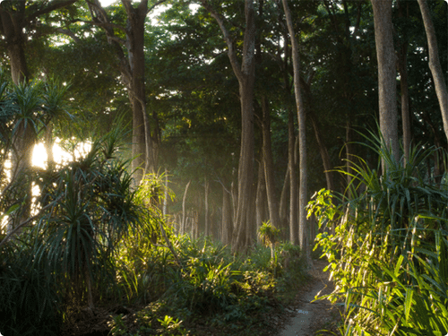 Walk amidst trees at our resort in Havelock 