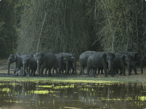 A herd of elephants standing and resting near a waterbody in a forest, captured during a boat safari in Kabini, with dense bamboo trees in the background.
