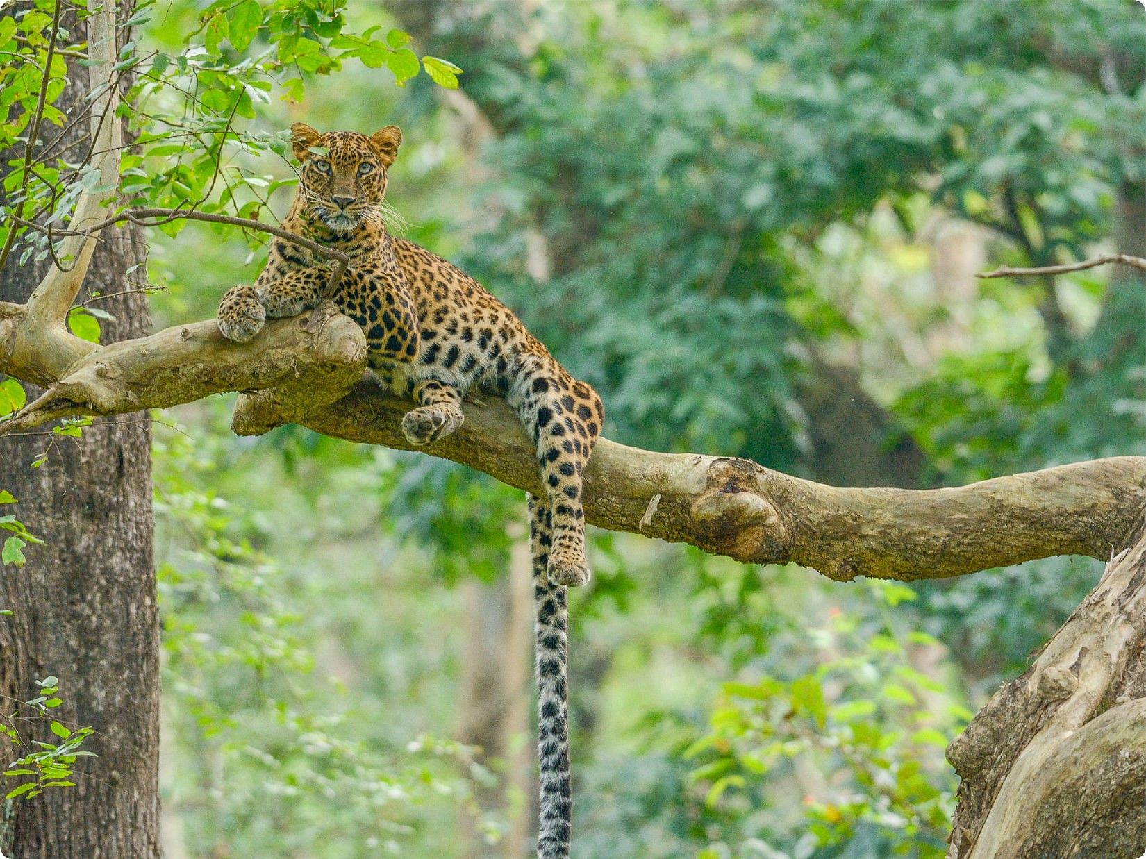 Jungle Safaris In Kabini offered at The Serai 