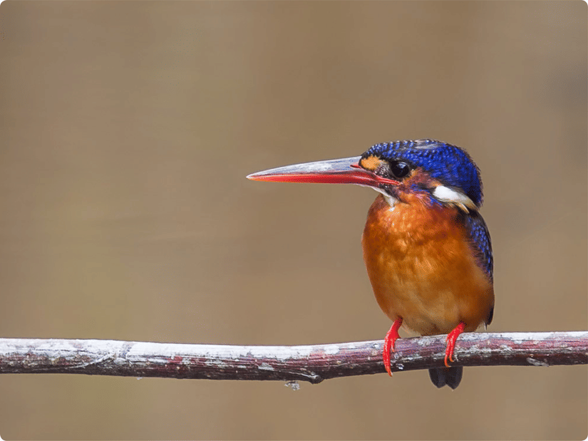 A kingfisher bird sitting on a branch