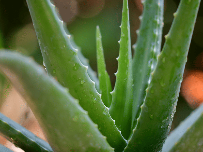 A close-up of an aloe vera plant's thick green serrated leaves covered in water droplets