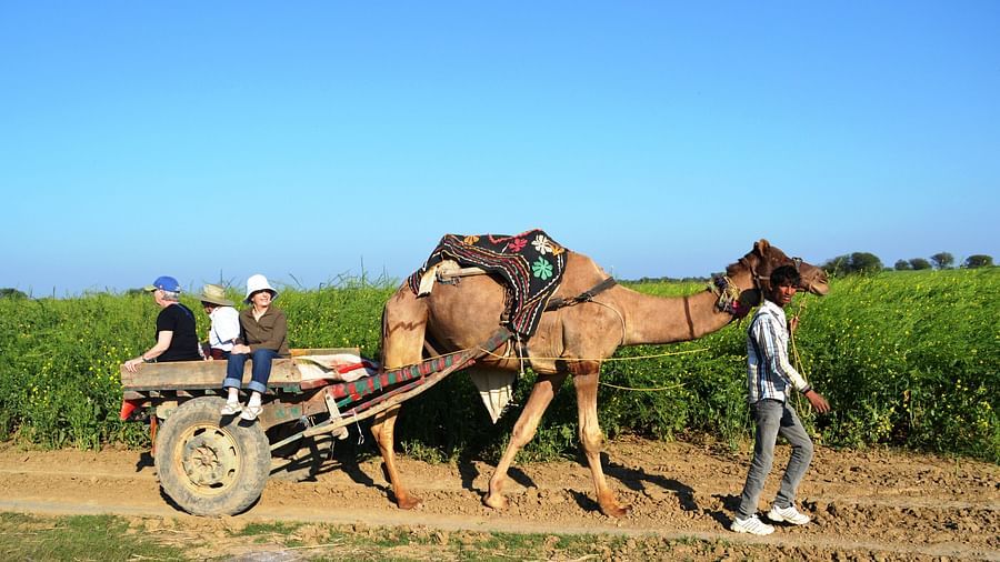 Camel Cart Ride at Umaid Palace Hotel Kalakho Dausa Rajasthan