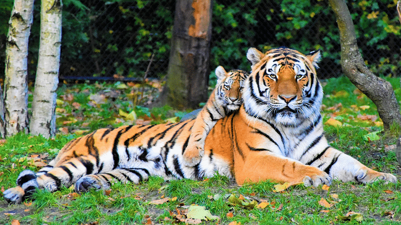 An adult tiger and a younger tiger cub resting side-by-side on grass with fallen leaves.