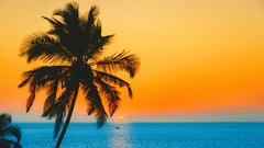 A silhouette of a palm tree against a colorful sunset over the ocean.