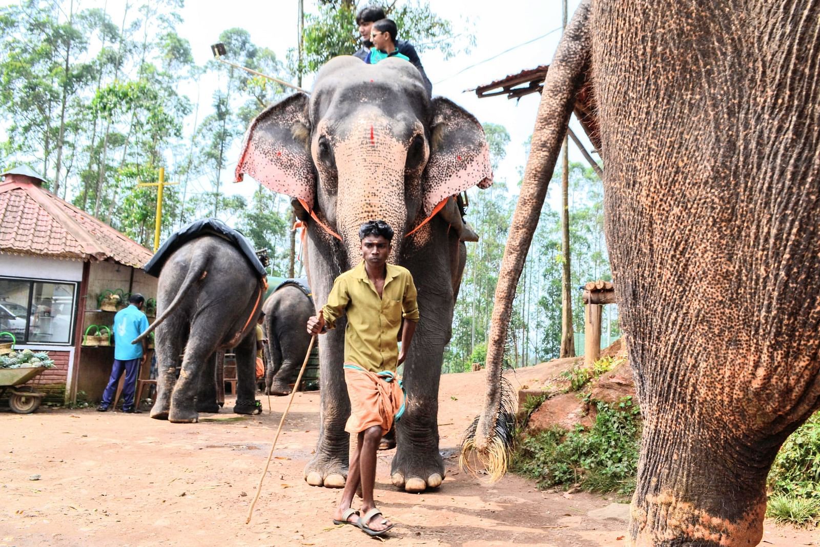 Children playing with elephants