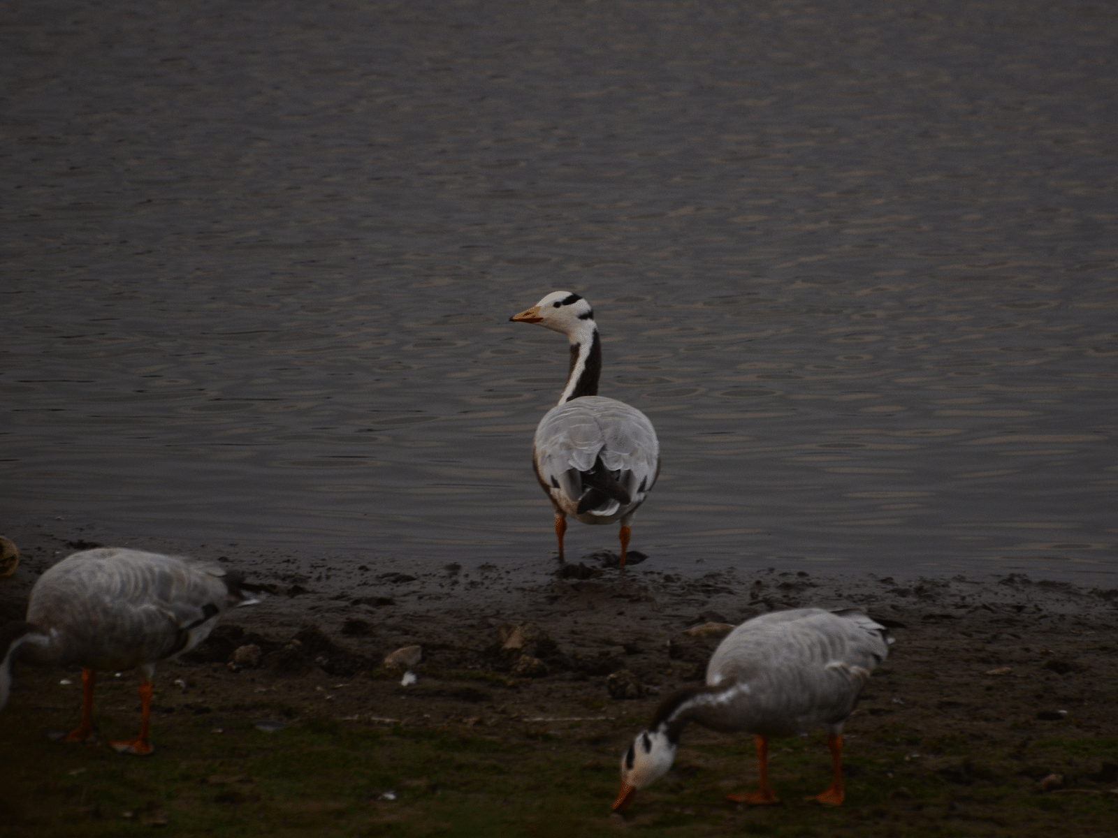 A picture featuring three bar headed goose on the ground next to a water body