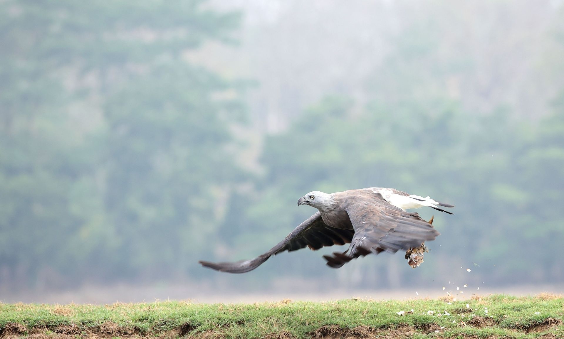 Grey-headed fish eagle in flight, talons clutching prey.