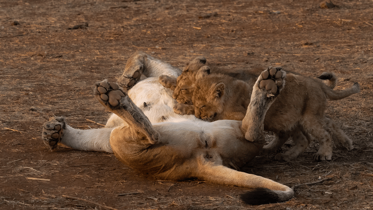 Cubs playing with the Lioness