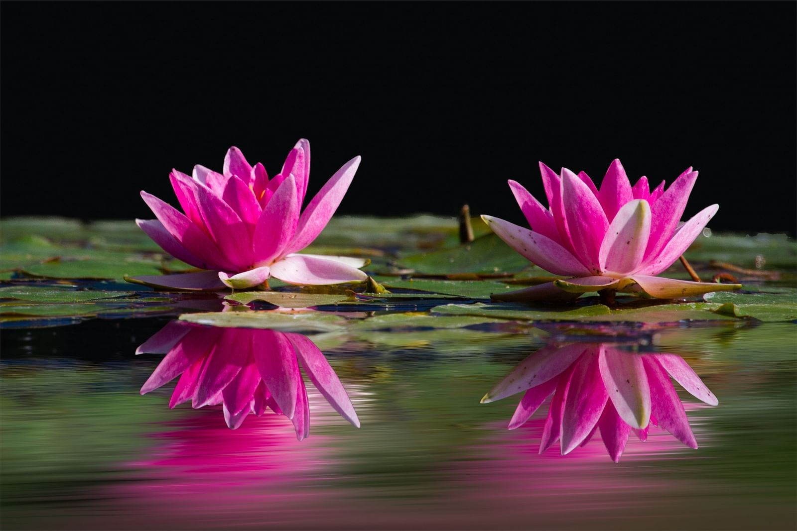 two budding lotus flowers in a waterbody