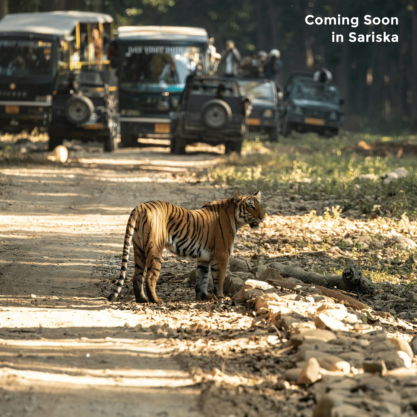 Image of a tiger in Sariska Tiger Reserve standing on the roadside as the people on safari vehicles are taking pictures of it in the background on a sunny days and the text says 'Coming Soon in Sariska'