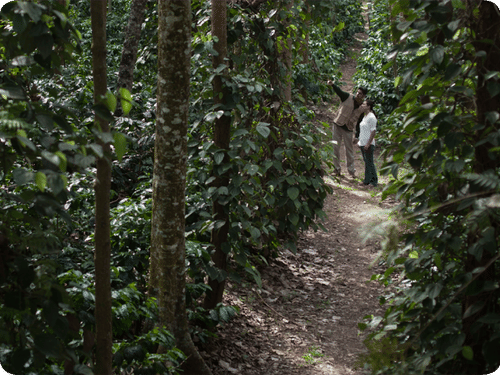 People on a trip to a coffee plantation at The Serai Chikmagalur