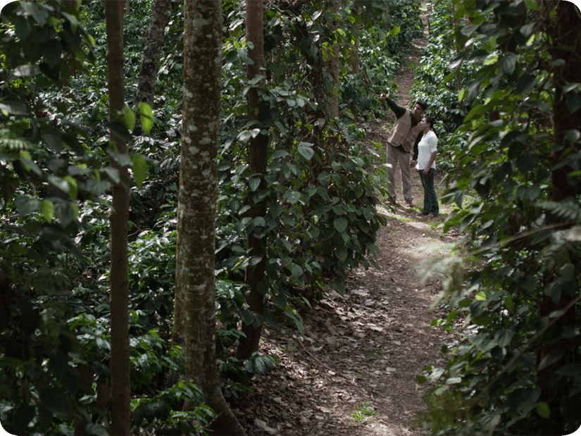 People on a trip to a coffee plantation at The Serai Chikmagalur