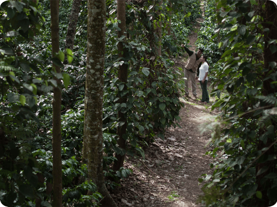 People on a trip to a coffee plantation at The Serai Chikmagalur