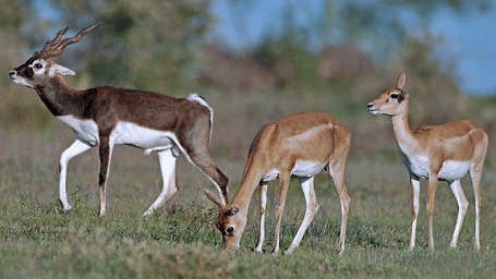 three deers in their natural habitat at Guindy National Park with the background blurred.