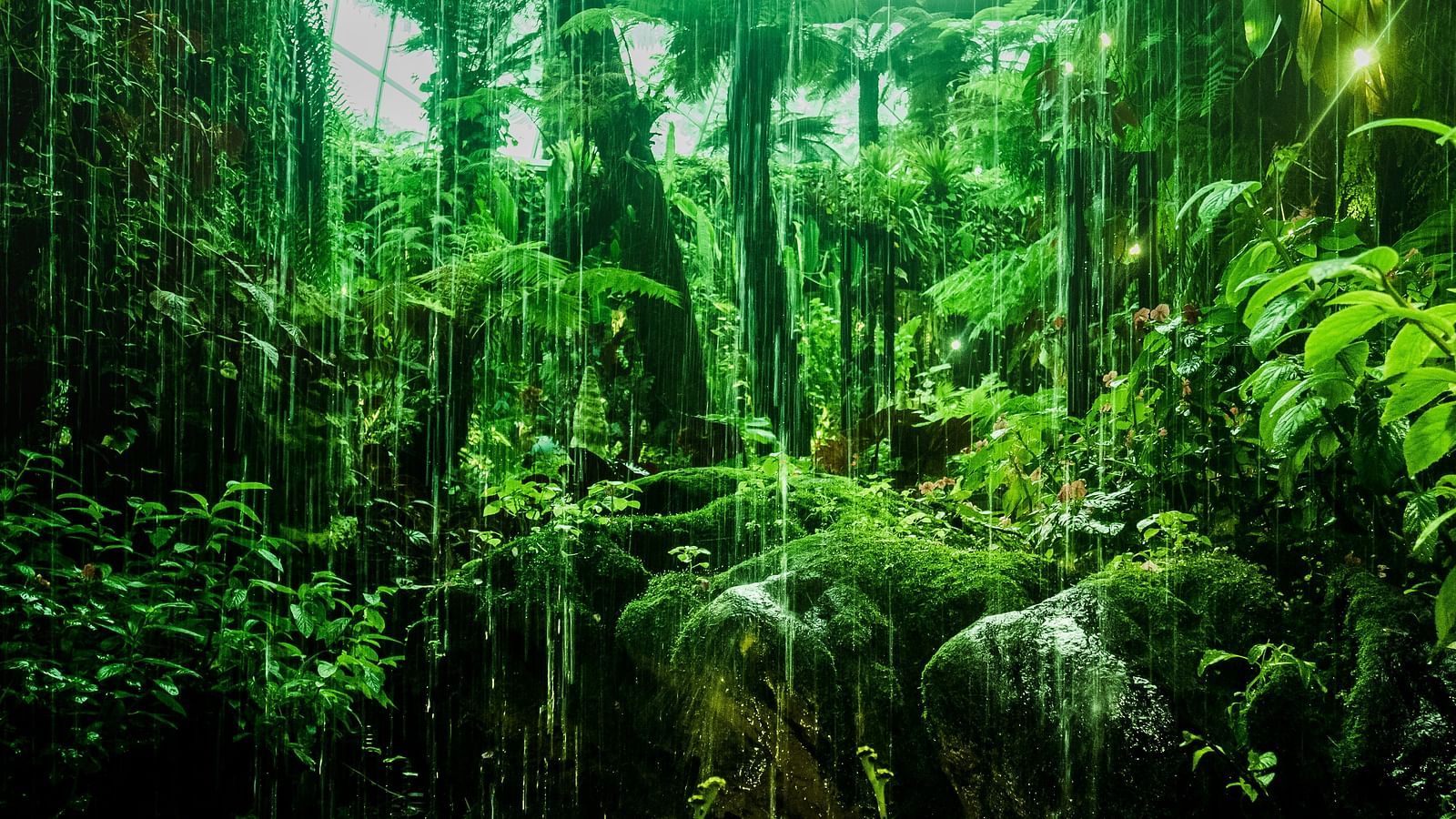 A close up shot of the shrubs in a forest while it is raining.