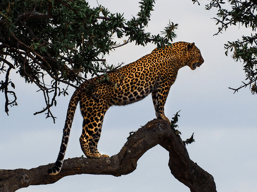 A view of a Leopard standing on a branch of a tree looking into the distance with branches next to it.