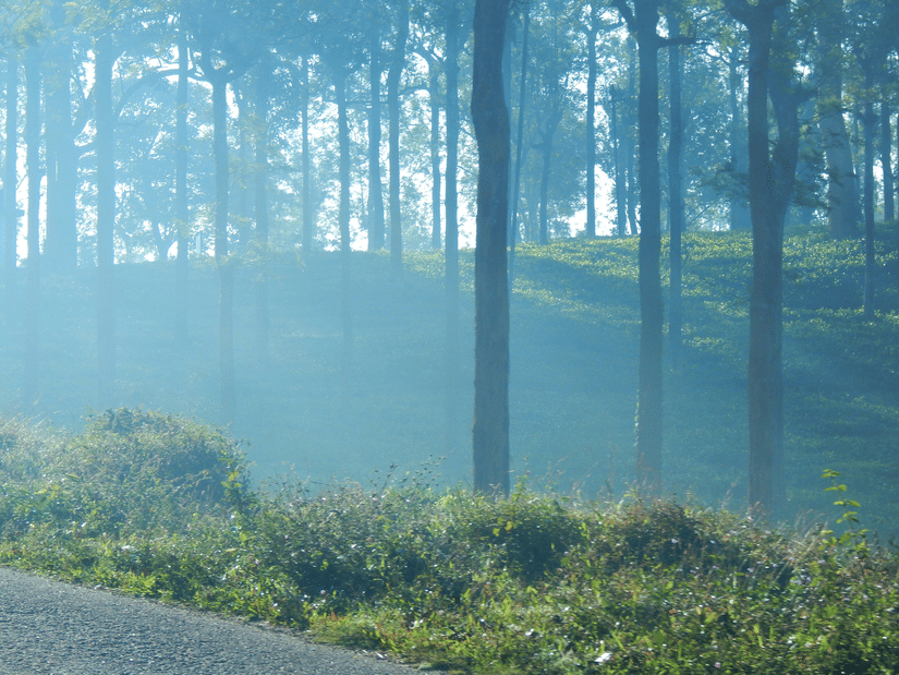 A view of the tea estate in Bandipur with mist covering the trees on the estate.