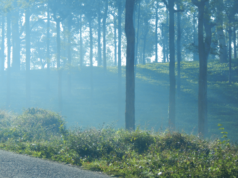 A forest area with tall trees, sunlight filtering through light mist, and green plants growing beside a pathway or open ground.