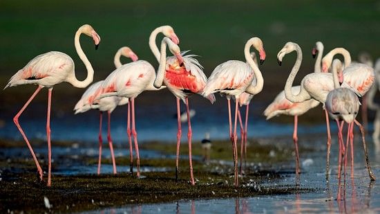 A group of Flamingos walking on a shallow water body