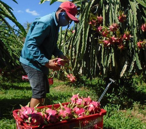 A gardener picking dragon fruits from the orchard during the day