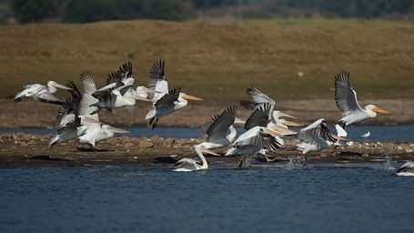 A group of birds near a lake