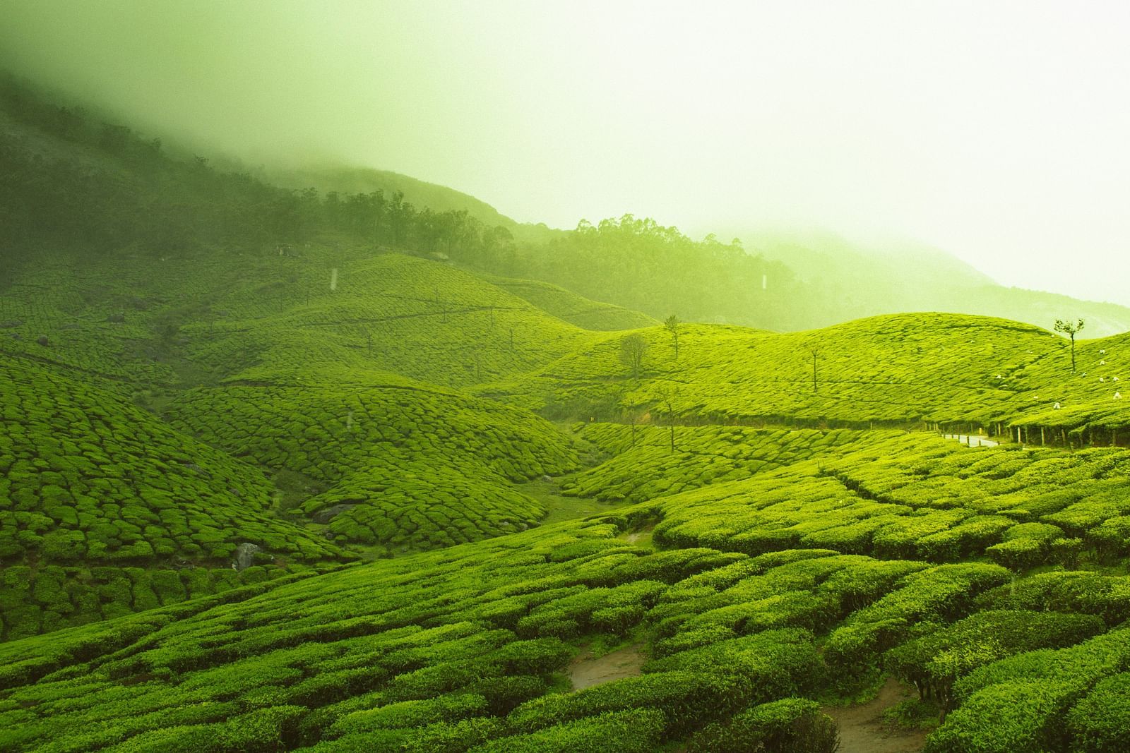 An overview of the tea plantations in Munnar for as far as the eyes can see