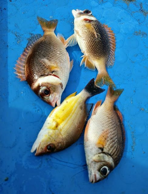 An image of fishes arranged in a fish box.
