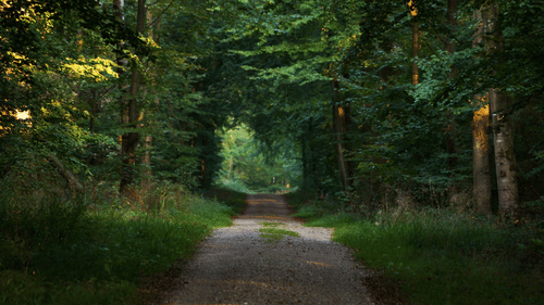 A small muddy pathway with grass and tree cover on either side