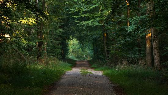 A small muddy pathway with grass and tree cover on either side
