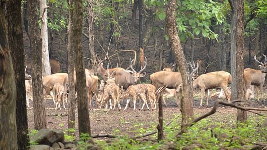 a sanctuary with a number of deer eating grass