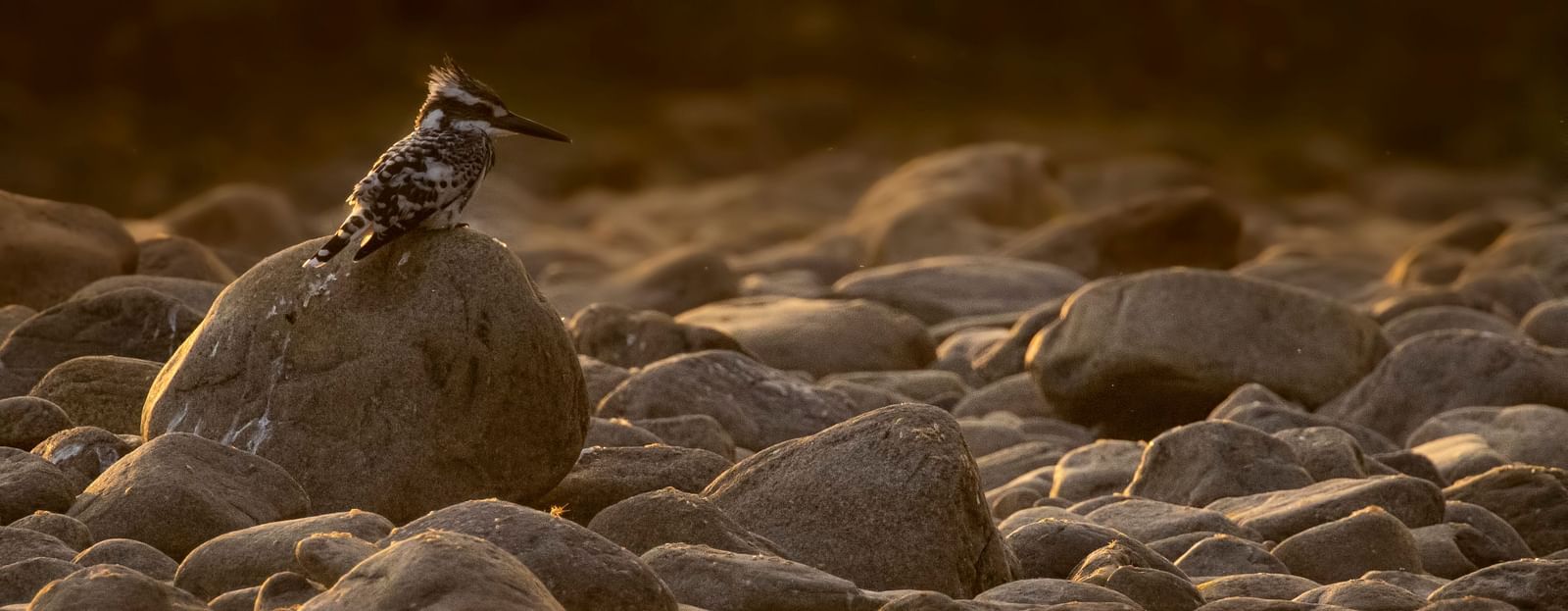 A photo of a bird resting on a rock near a river, captured in the day.