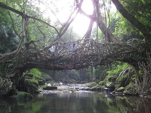 a root bridge with water flowing below