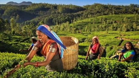 Smiling women tea pluckers with wicker baskets harvesting leaves in a lush plantation on a sunny hill.