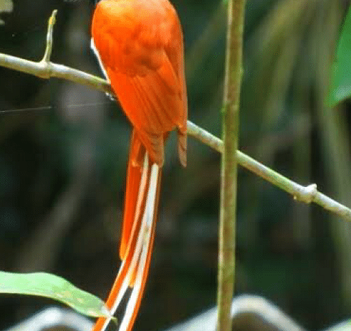 Picture of a bird 1