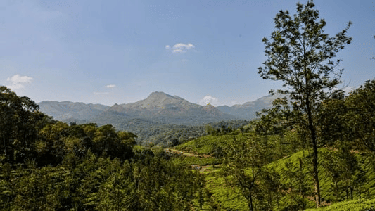 A scenic landscape in Wayanad with trees in the foreground and rolling hills in the distance, under a bright sunny sky.