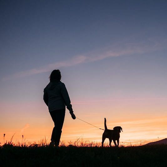 A person with a dog talking an evening walk - Evergreen Conunty