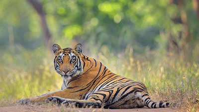 photography course tiger image