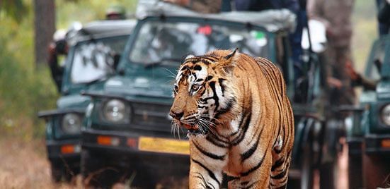 Tiger Camp Resort, Corbett Uttarakhand Corbett Jeep Safari