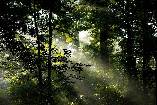 An image of a lush green forest with foggy weather and sun rays peaking through the fog