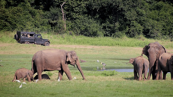 A herd of Asian elephants with a young calf walking across open grassland near a shallow waterbody, with forest vegetation in the background.