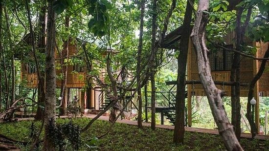 A bunch of treehouse in the midst of a forest