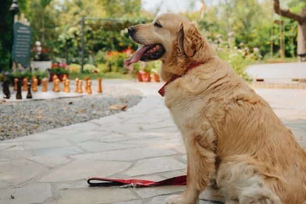 Golden retriever sitting beside a walkway at Karma Chalets with trees and benches in the background.