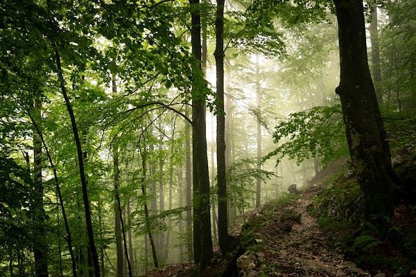 free-photo-of-trees-in-a-forest-in-sunlight